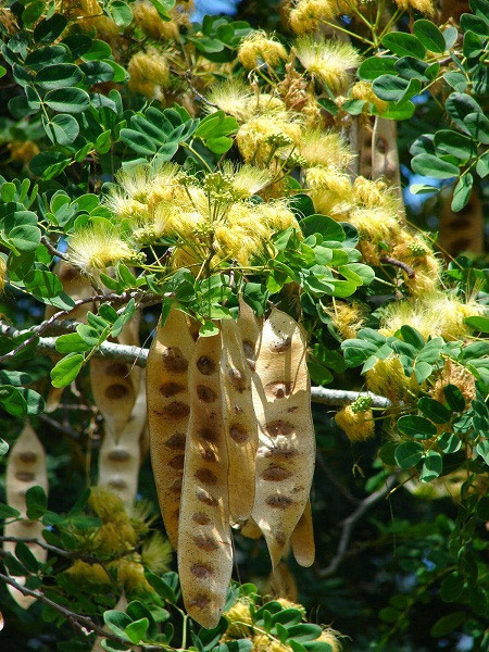Albizia lebbeck (L.) Benth. 1