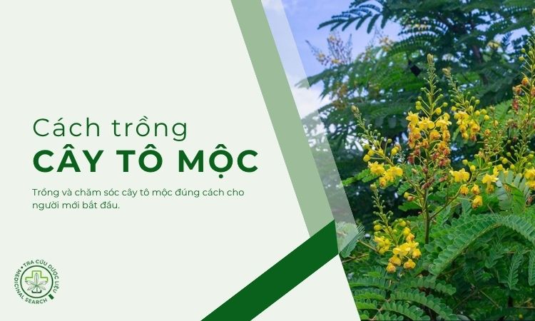 Tham khảo cách trồng cây Tô mộc 1 Tham khảo cách trồng cây Tô mộc 1