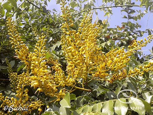 Caesalpinia cucullata Roxb 1 Caesalpinia cucullata Roxb 1