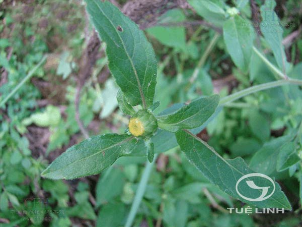 Carpesium divaricatum Sieb. & Zucc 1