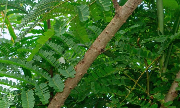 Tỉa cành, tạo tán 1 Tỉa cành, tạo tán 1