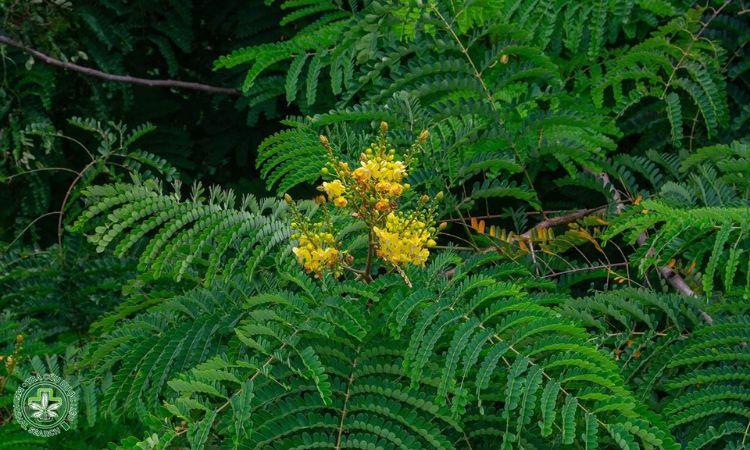 Chăm sóc cây Tô mộc sau khi trồng 1 Chăm sóc cây Tô mộc sau khi trồng 1