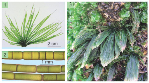 Chaetomorpha antennina (Bory) Kuetz 1 Chaetomorpha antennina (Bory) Kuetz 1