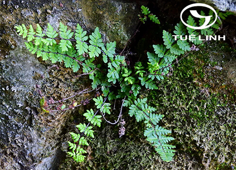 Cheilanthes chusana Hook 1