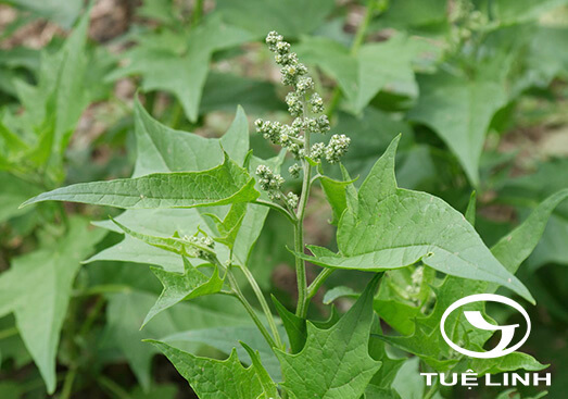Chenopodium hybridum L 1