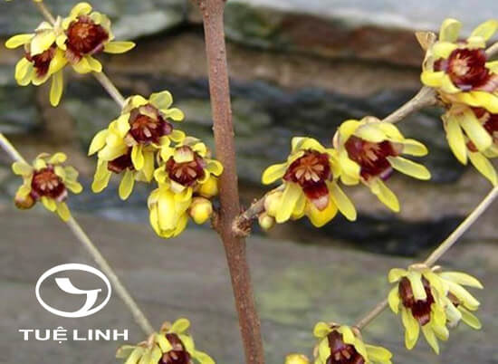 Chimonanthus praecox (L.) Link 1 Chimonanthus praecox (L.) Link 1