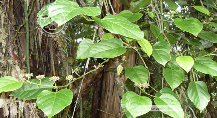 Cissus repens Lam. 1