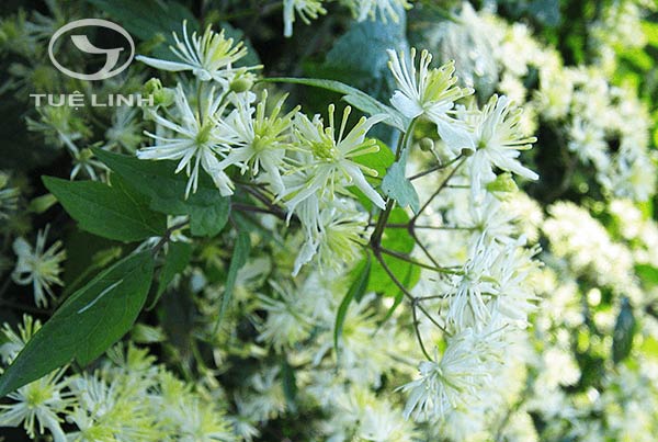 Clematis brevicaudata DC 1