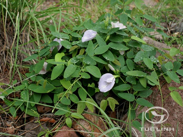Clitoria mariana L 1