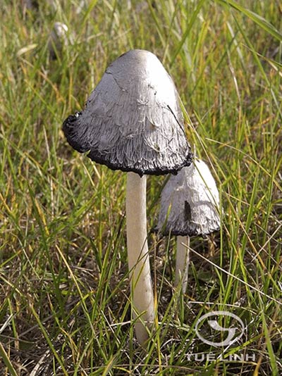 Coprinus comatus (O.F. Müll.) Pers 1