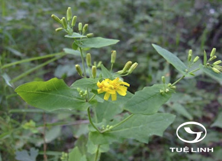 Crepidiastrum denticulatum (Houtt.) Pak & Kawano 1