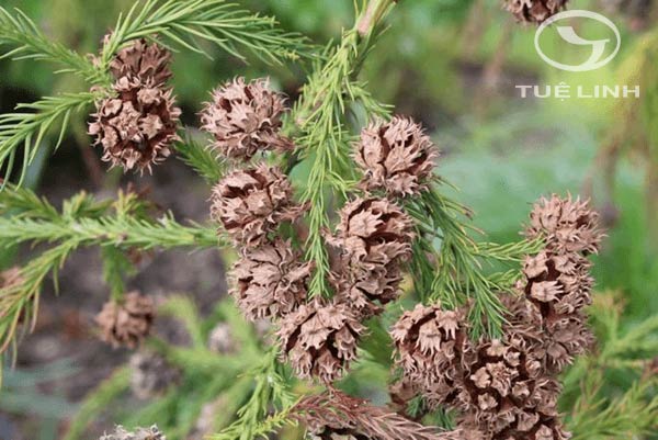 Cryptomeria japonica (L.f.) D. Don 1