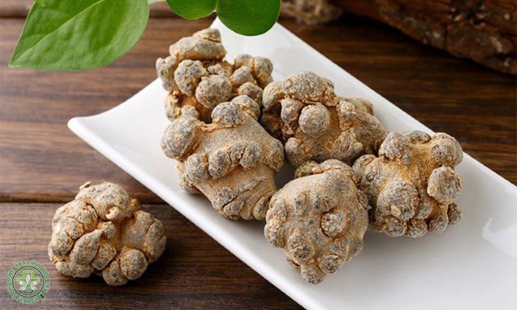 Thu hoạch và bảo quản Tam thất 1 Thu hoạch và bảo quản Tam thất 1