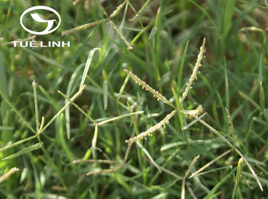 Cynodon dactylon (L.) Pers 1