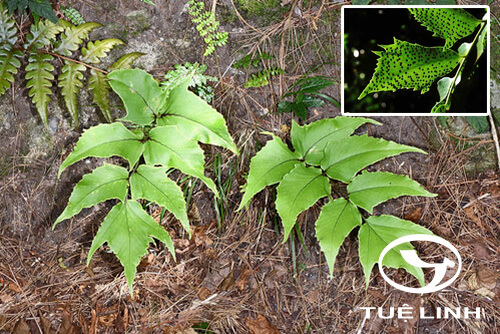 Cyrtomium caryotideum (Wall. ex Hook. & Grev.) C. Presl 1 Cyrtomium caryotideum (Wall. ex Hook. & Grev.) C. Presl 1