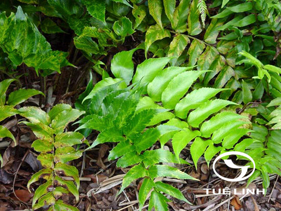 Cyrtomium falcatum (L. f.) C.Presl 1 Cyrtomium falcatum (L. f.) C.Presl 1