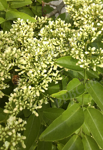 Dalbergia hainanensis Merr. & Chun 1