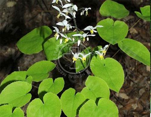 Epimedium macranthum Morr. & Decne 1