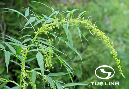 Datisca cannabina L 1