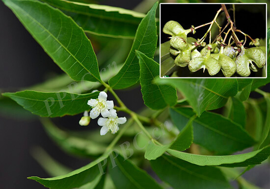 Delavaya toxocarpa Franch 1