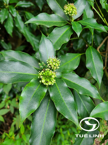 Dendropanax dentiger (Harmsex Diels) Merr 1