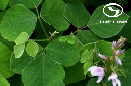 Desmodium elegans DC 1