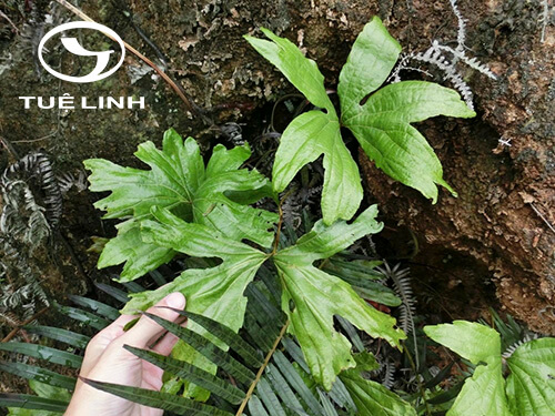 Dipteris chinensis H. Christ 1 Dipteris chinensis H. Christ 1