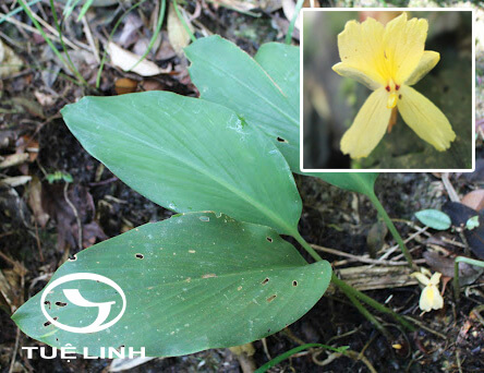 Distichochlamys orlowii K. Larsen & M. F. Newman 1