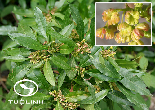 Dodonaea viscosa (L.) Jacq 1