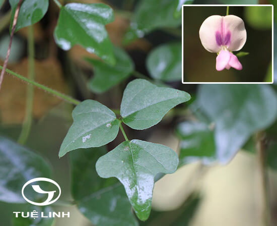 Dolichos trilobus L 1