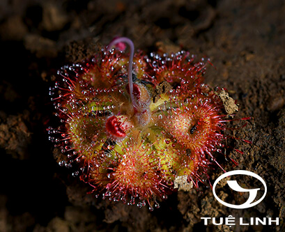 Drosera burmannii Vahl 1