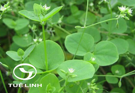 Drymaria diandra Blume 1