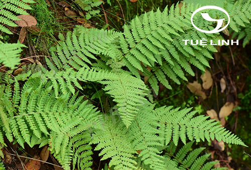 Dryopteris chrysocoma (H. Christ) C. Chr 1