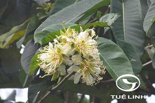 Duabanga grandiflora (Roxb. ex DC.) Walp 1