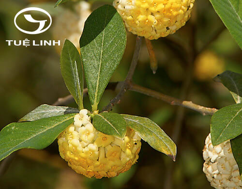 Edgeworthia gardneri (Wall.) Meisn 1