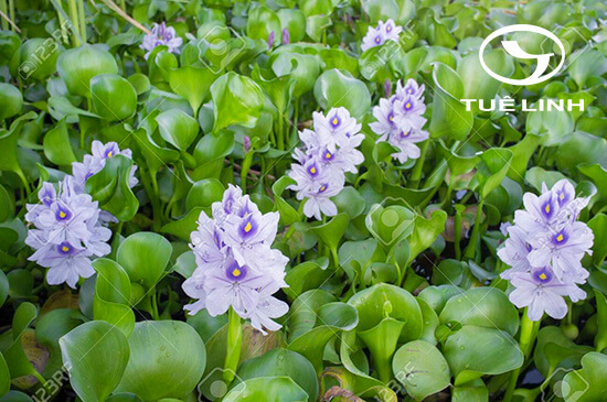 Eichhornia crassipes (Mart.) Solms 1 Eichhornia crassipes (Mart.) Solms 1