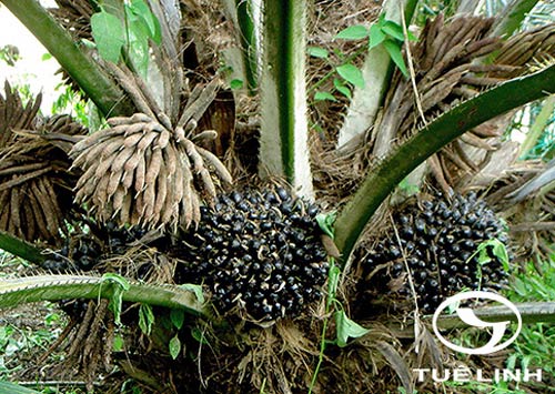 Elaeis guineensis Jacq 1