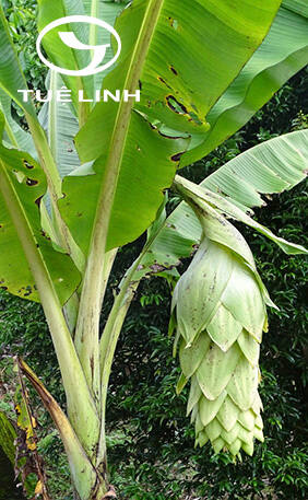 Ensete glaucum (Roxb.) Cheesm 1 Ensete glaucum (Roxb.) Cheesm 1