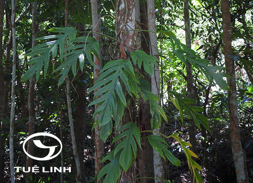 Epipremnum pinnatum (L.) Engl. & K. Krause 1