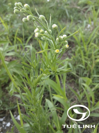 Erigeron crispus Pourr 1 Erigeron crispus Pourr 1