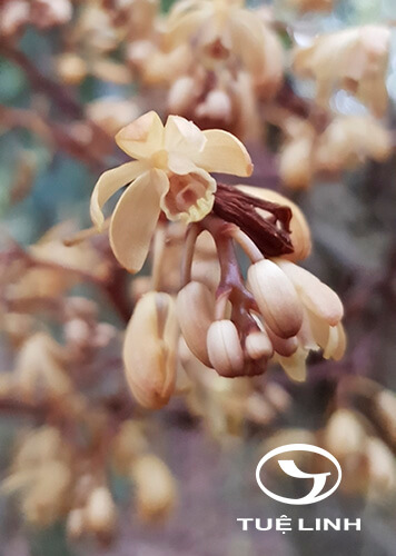 Erythrorchis ochobiensis (Hayata) Garay 1