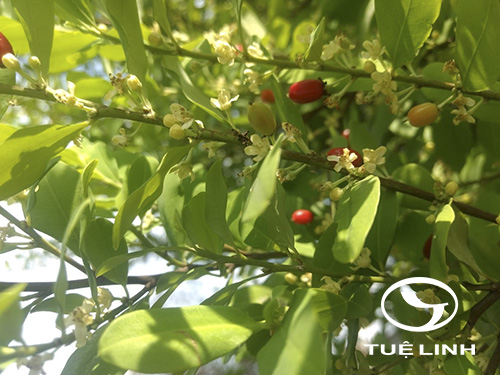 Erythroxylum coca Lam 1 Erythroxylum coca Lam 1