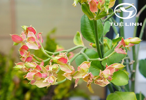 Euphorbia bracteata Jacq 1