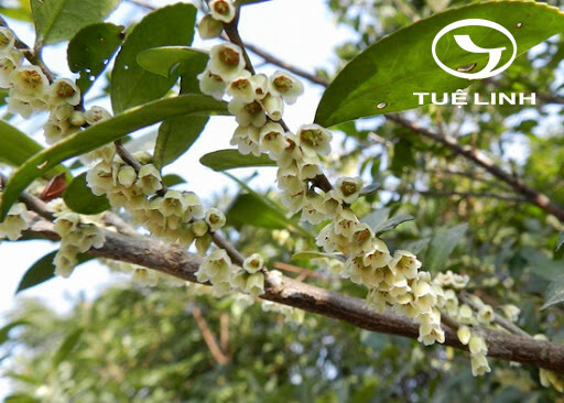 Eurya chinensis R. Br 1