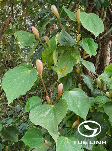 Exbucklandia populnea (R. Br. ex Griff.) R. W. Br 1