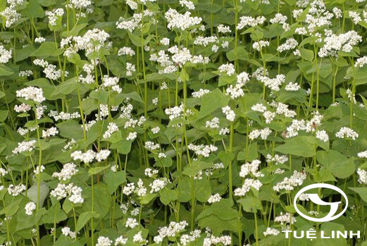 Fagopyrum esculentum Moench 1