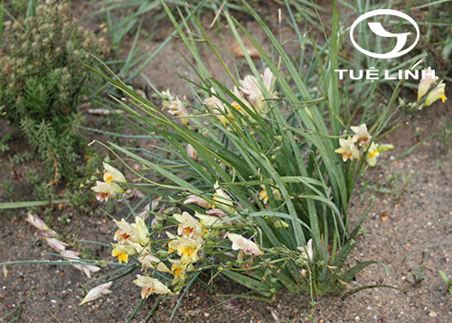 Freesia refracta (Jacq.) Klatt 1 Freesia refracta (Jacq.) Klatt 1