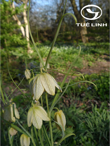 Fritillaria cirrhosa D.Don 1 Fritillaria cirrhosa D.Don 1