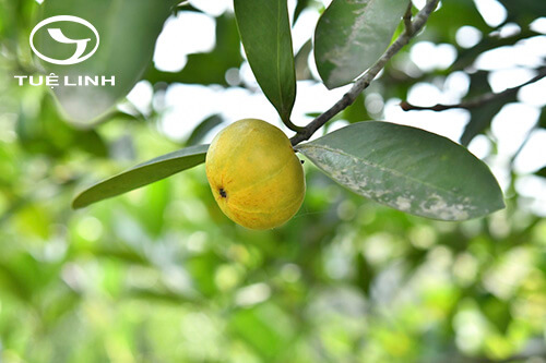 Garcinia oblongifolia Champ. ex Benth 1