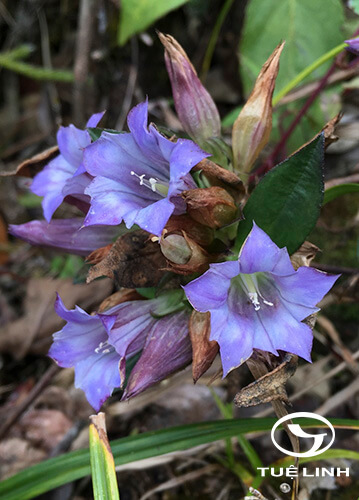 Gentiana cephalantha Franch. ex Hemsl 1